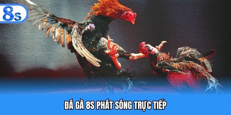 Đá gà 8S phát sóng trực tiếp