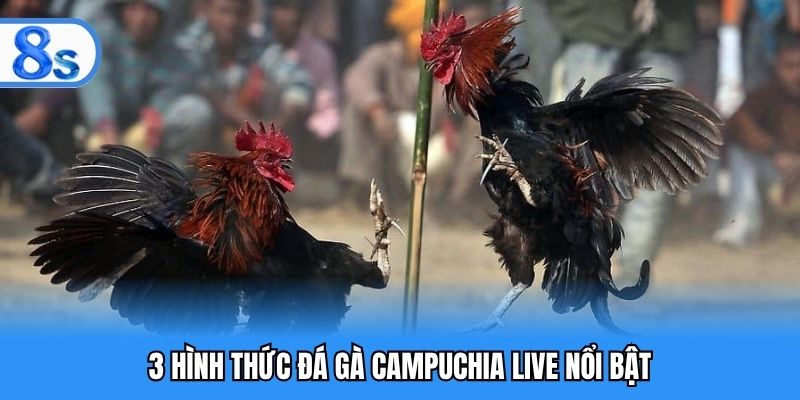 3 hình thức đá gà Campuchia live nổi bật