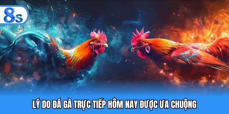Lý do đá gà trực tiếp hôm nay được ưa chuộng