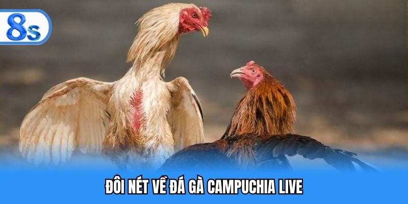 Đôi nét về đá gà Campuchia live